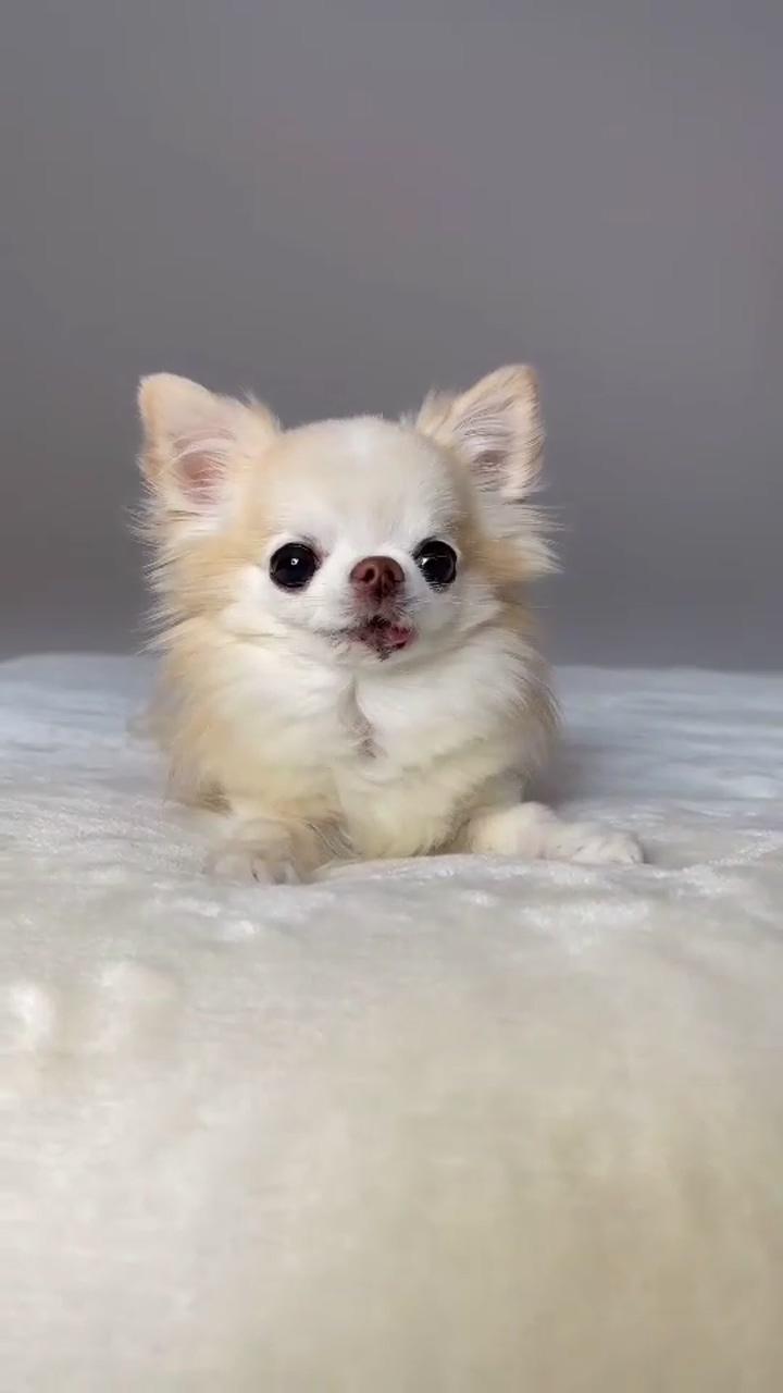 Funny dogs videos; we need to talk