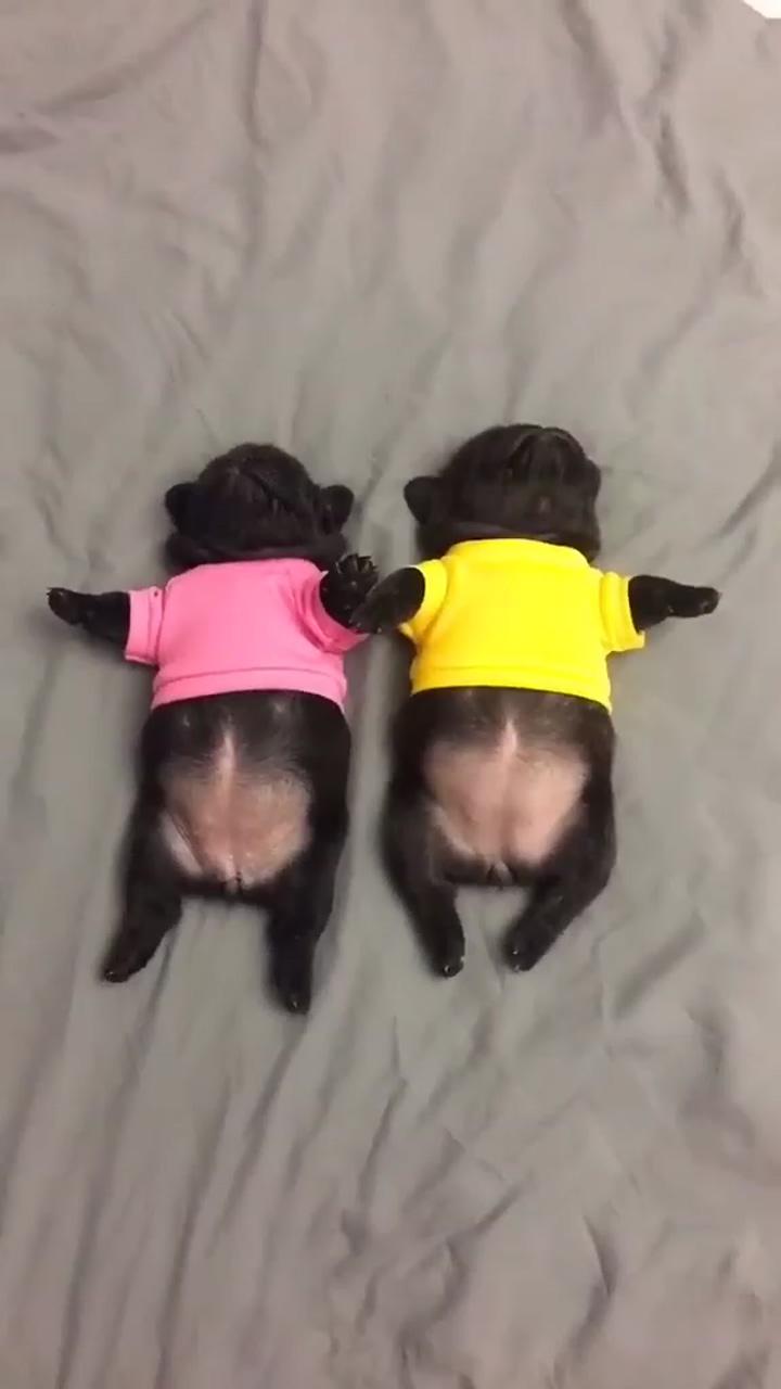 Funny puppies; i didn't know baby hippos are so cute