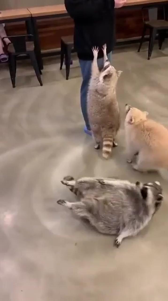 Funny raccoons; cute wild animals