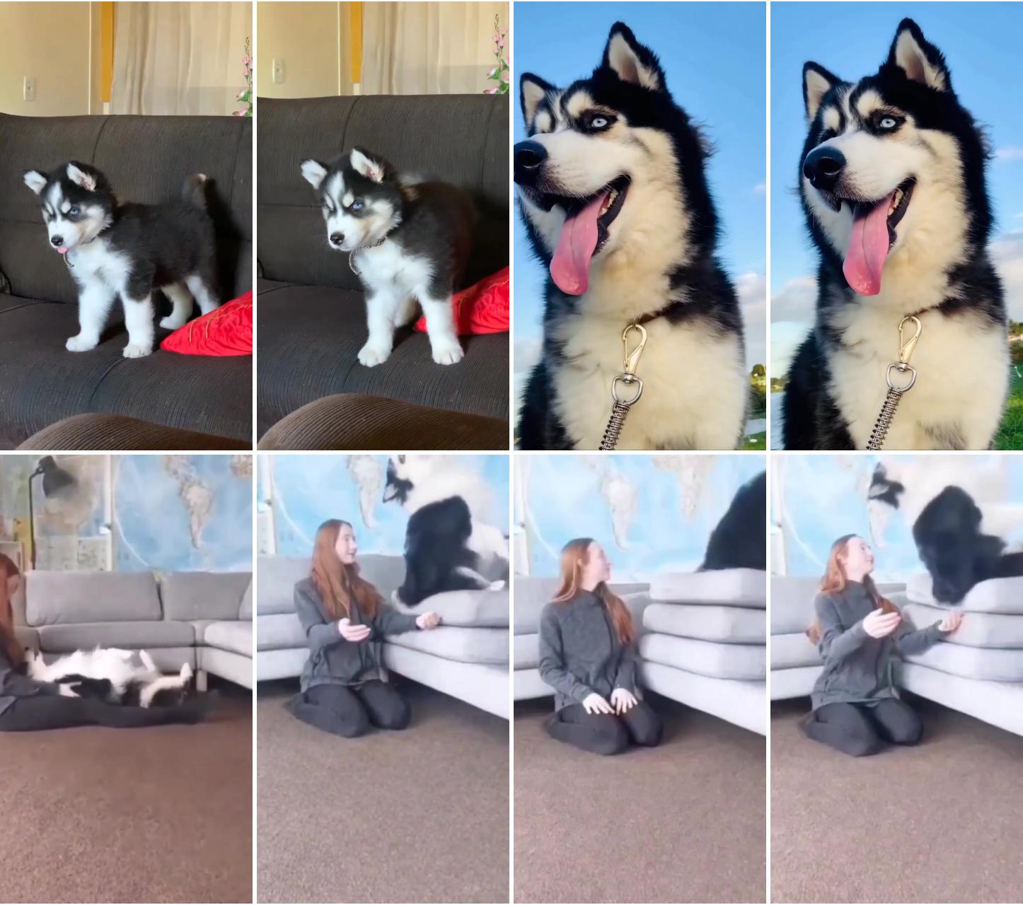 Funny siberian husky video; trust falls trust is a very delicate thing. it takes years of baby steps to build, but only a mom