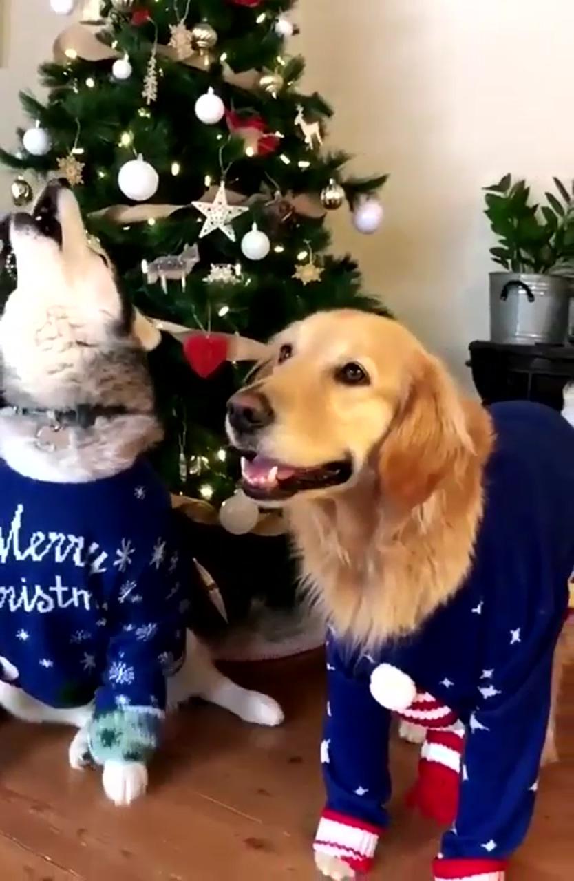 Golden. and his brothers | christmas dog treats