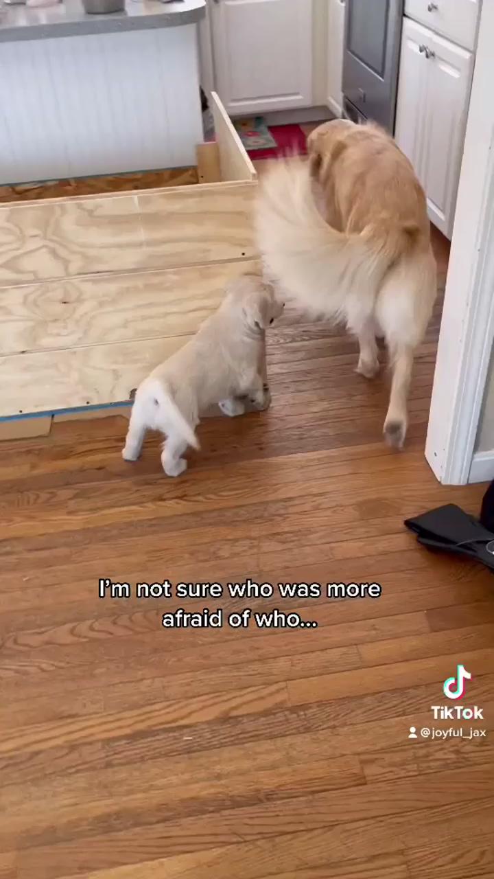 Golden retriever meeting his puppies for the first time; cute baby dogs