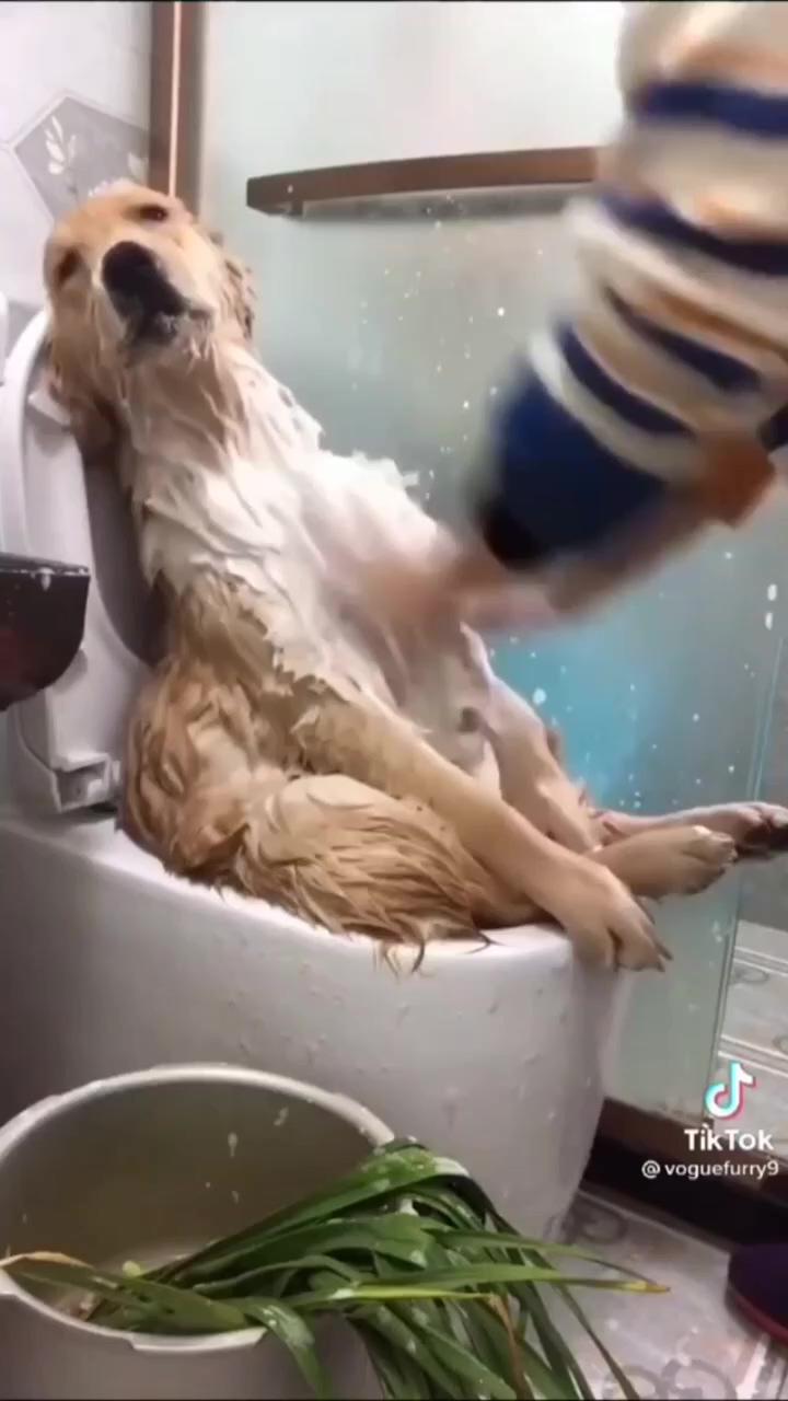 Golden retriever shower | animal antics