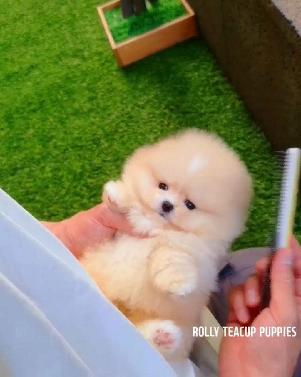Gorgeous teacup pomeranian girl cream puff; share it or tag someone 