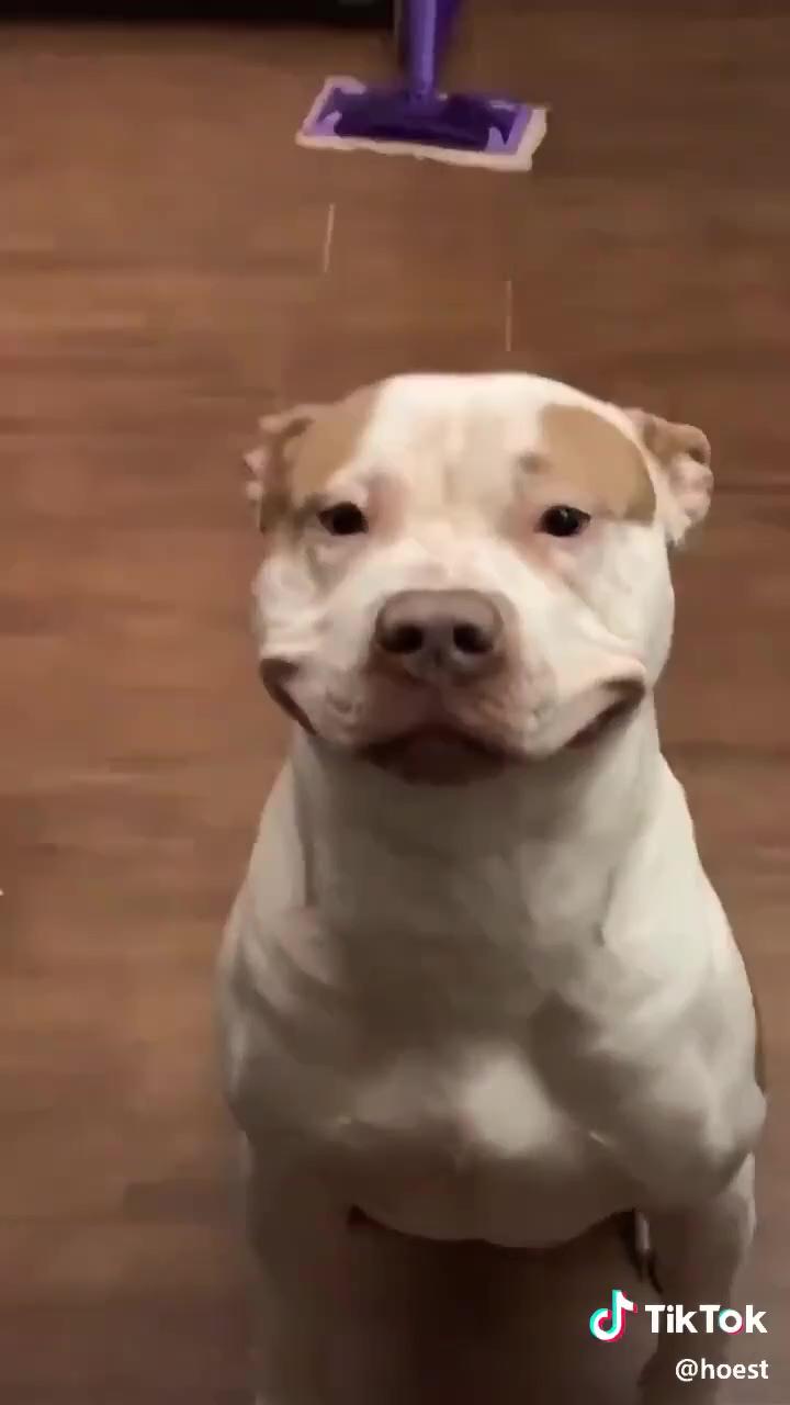 Happy dog hoest on tiktok; do you hear these kinds of conversations in your head too 