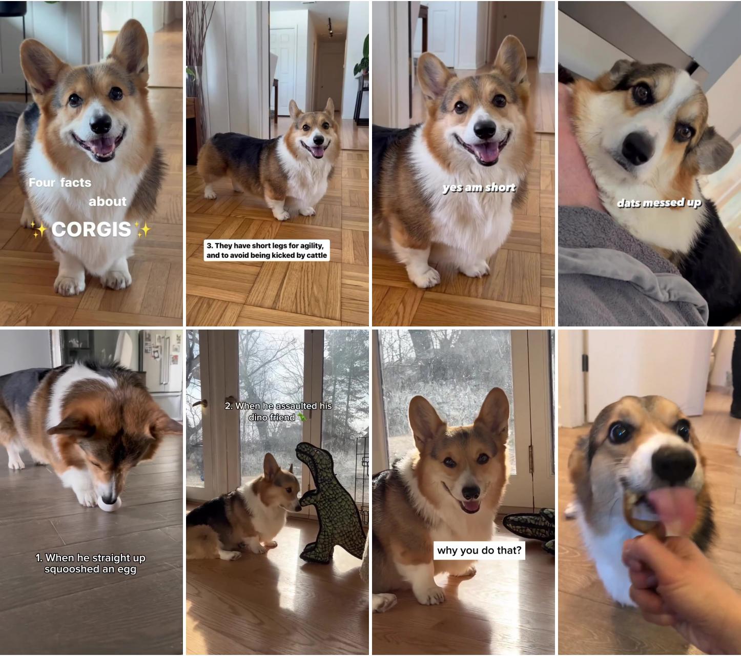 Happy national corgi day here are four facts about the breed; 3 occasions my corgi chose violence