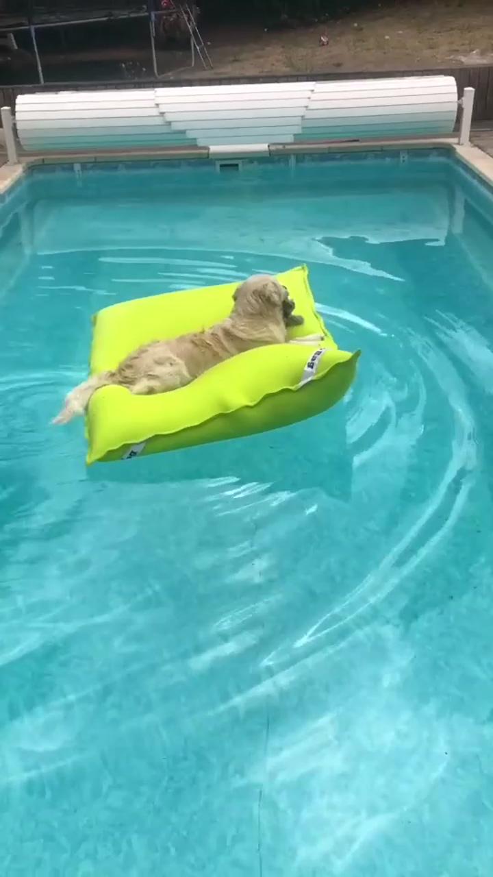 Hard life for dog in the pool; his face the entire time