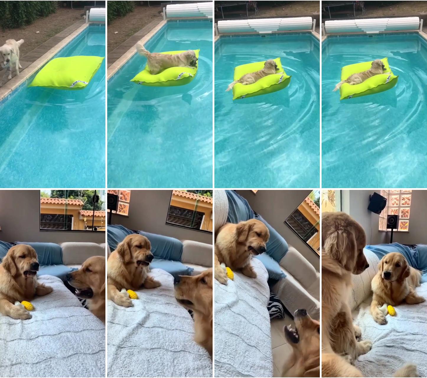 Hard life for dog in the pool; his face the entire time