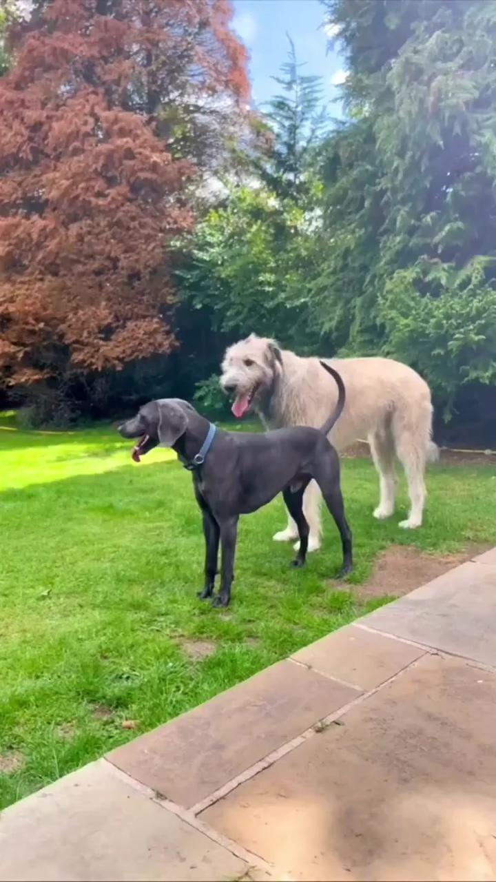 He grew into a horse | funny dog