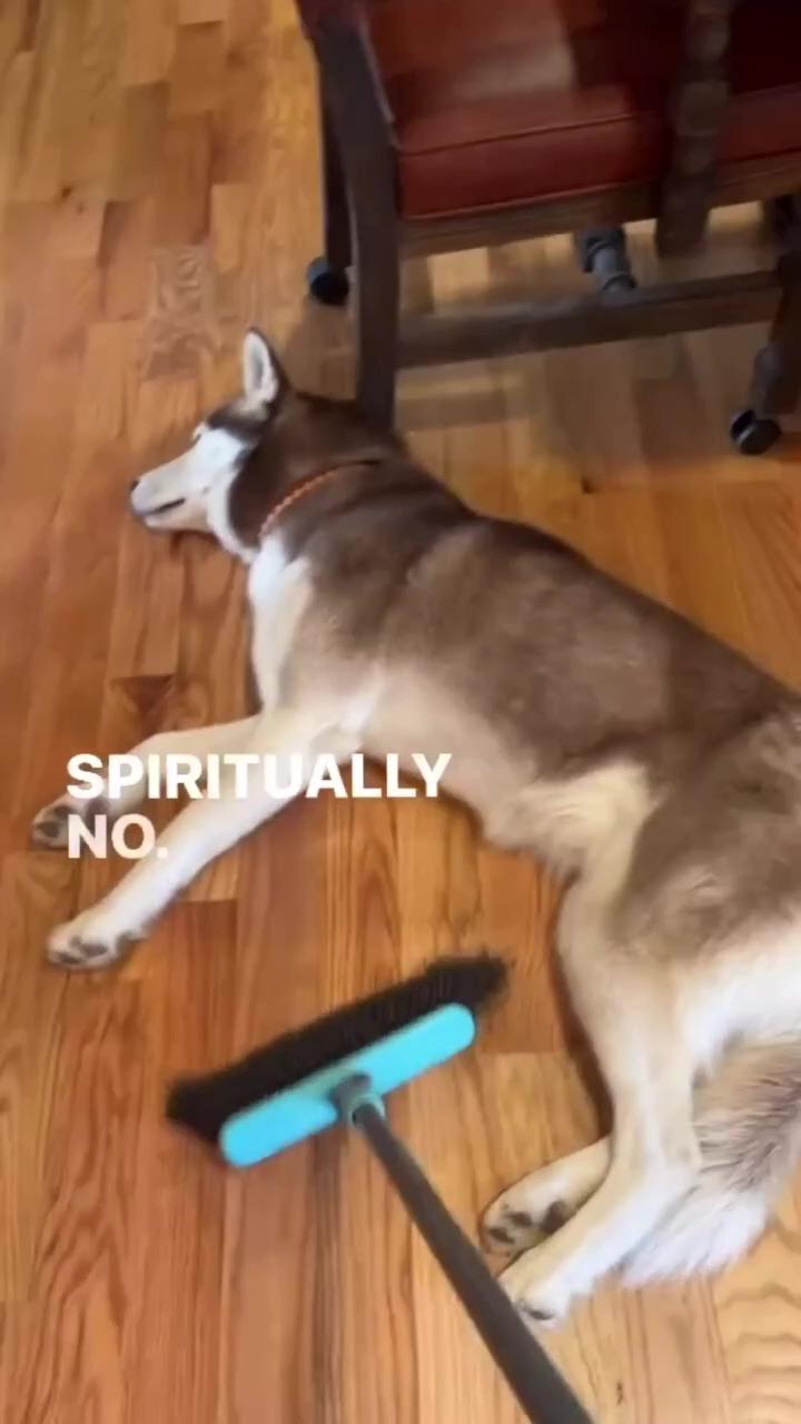 He really doesn't care this dog is a meditating monk | puppers mock humans hurt foot