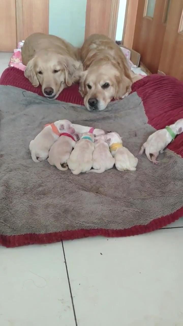 Here are some proud golden retriever parents watching over their new-born puppies ; buddies for life 