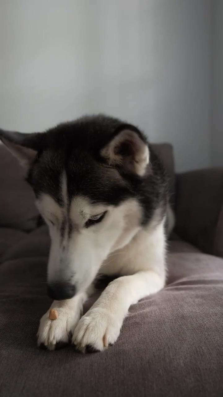 Hilariously cute siberian husky begs for treats - adorable talking and howling dog moment; the end 