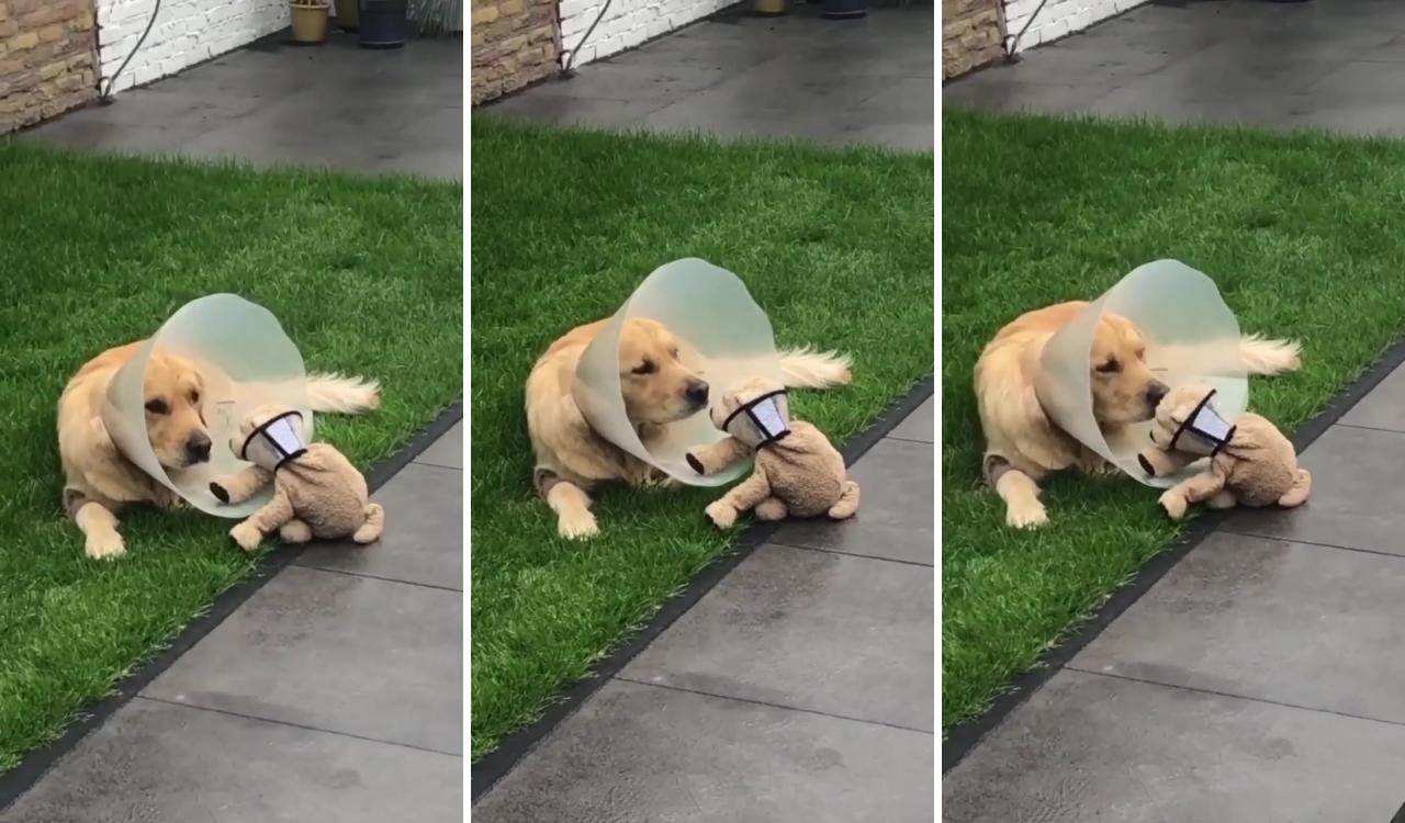 His best friend has a cone too so he doesn't feel bad; cute baby dogs