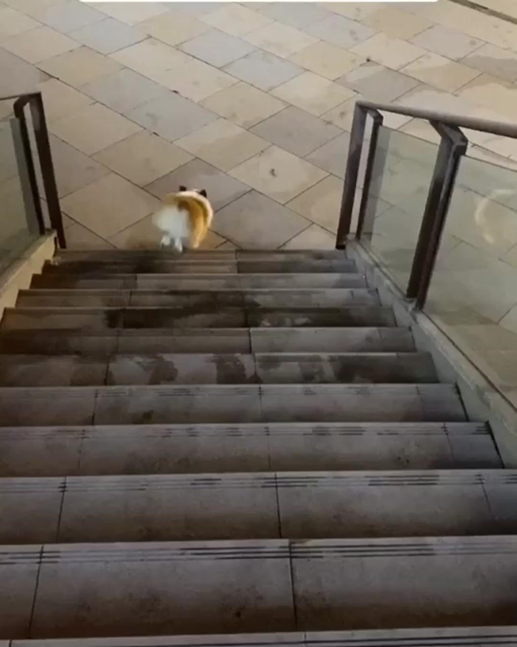How a thick corgi go down stairs; cute corgi puppy