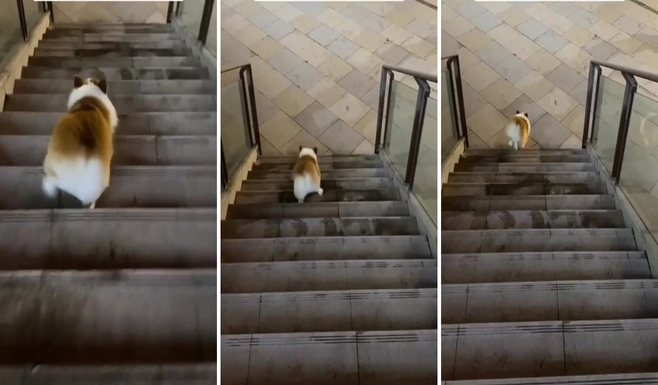 How a thick corgi go down stairs; cute corgi puppy