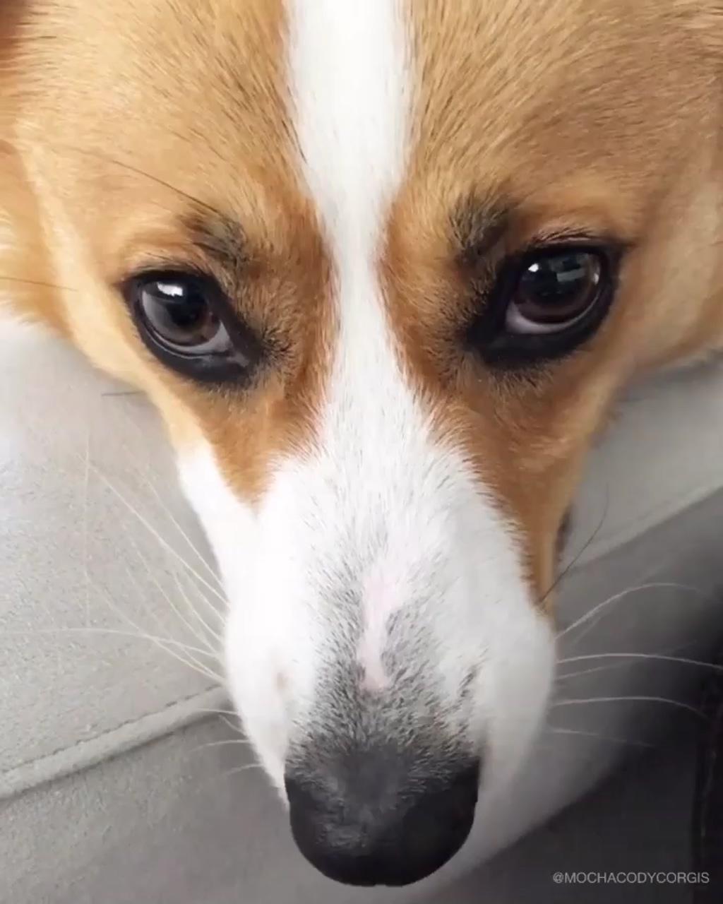 How can i resist that sweet face; funny animal videos