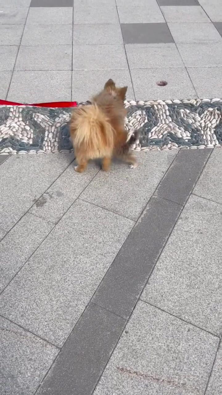 How dogs play with other dogs; cute pomeranian in need of funds 