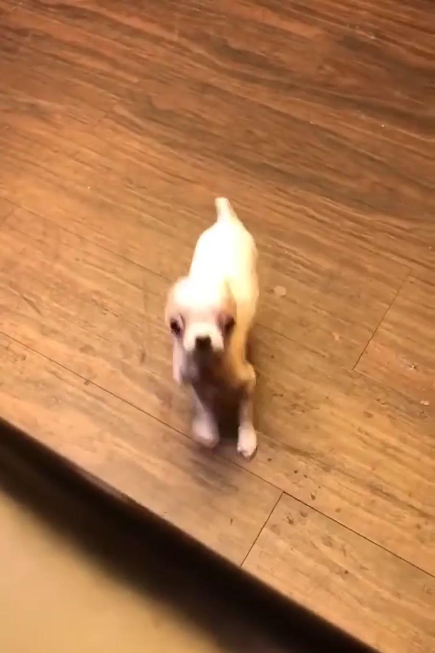 How much exercise does a chihuahua need; cute little puppies