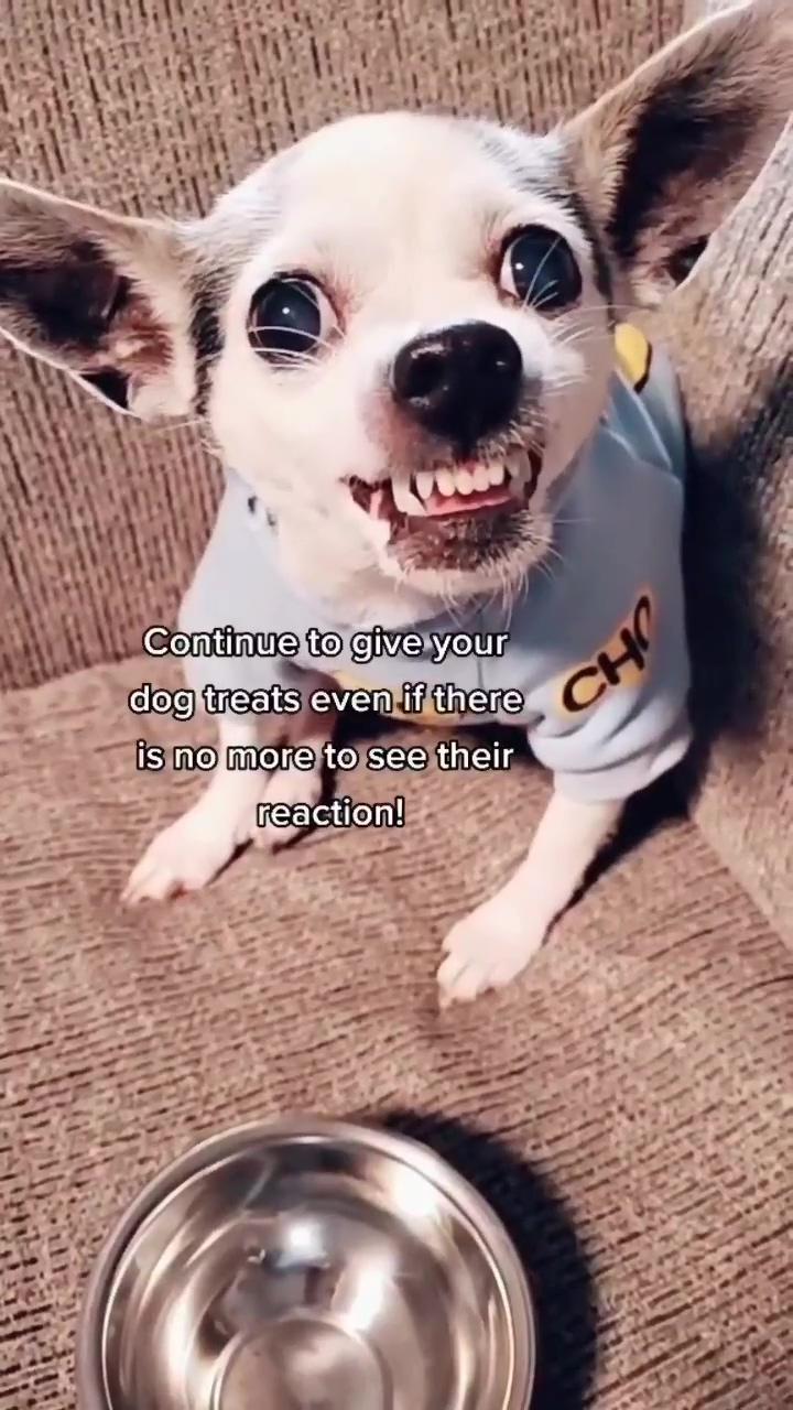 How would your chihuahua react | so cute 