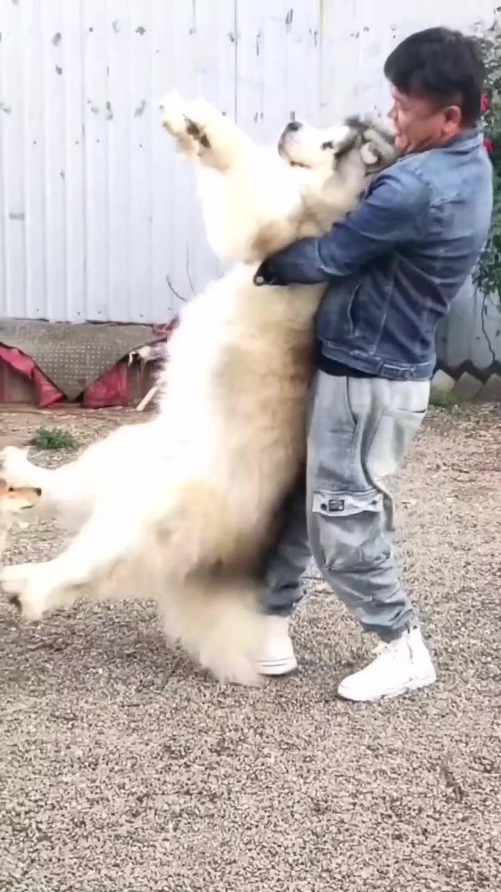 Huge dog | pure cuteness 