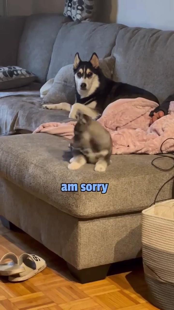 Huskies are born dramatic, they are talking; can i pet that dog