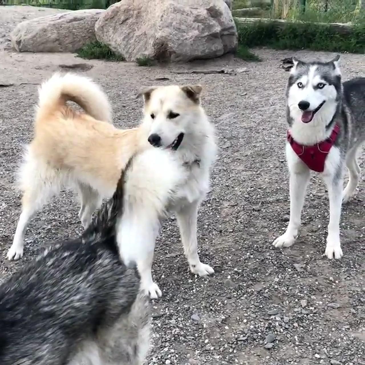 Huskies at the dog park | loki meme