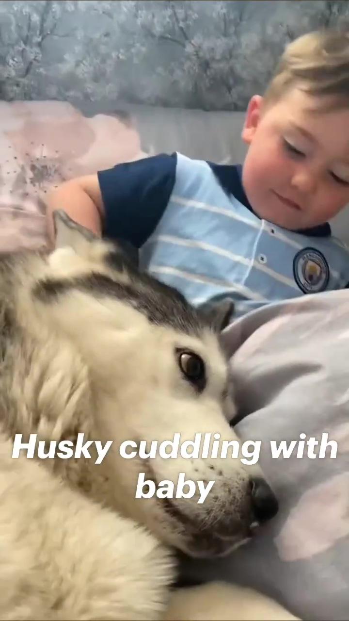 Husky cuddling with baby; dog uses talking buttons to answer fan questions skaya