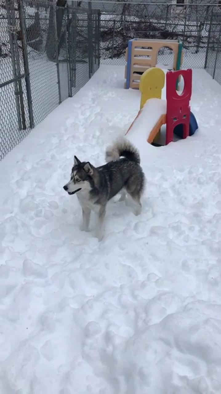Husky excited by the snow; funny animal pictures
