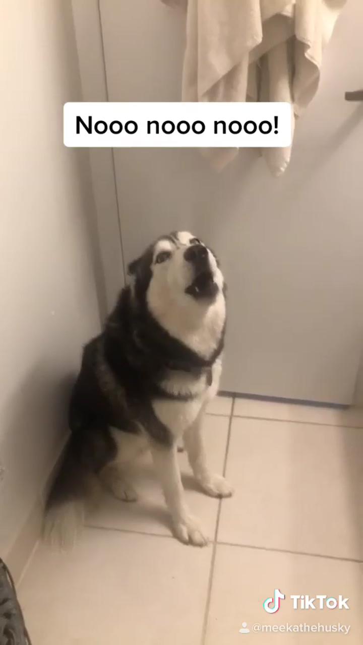 Husky hates baths; funny dog memes
