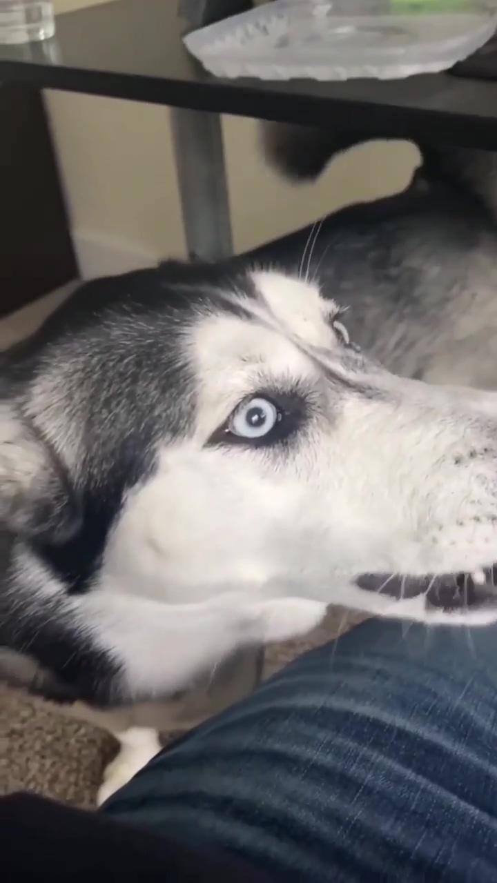 Husky is pretest dog ever | wow, take a look at this slow motion