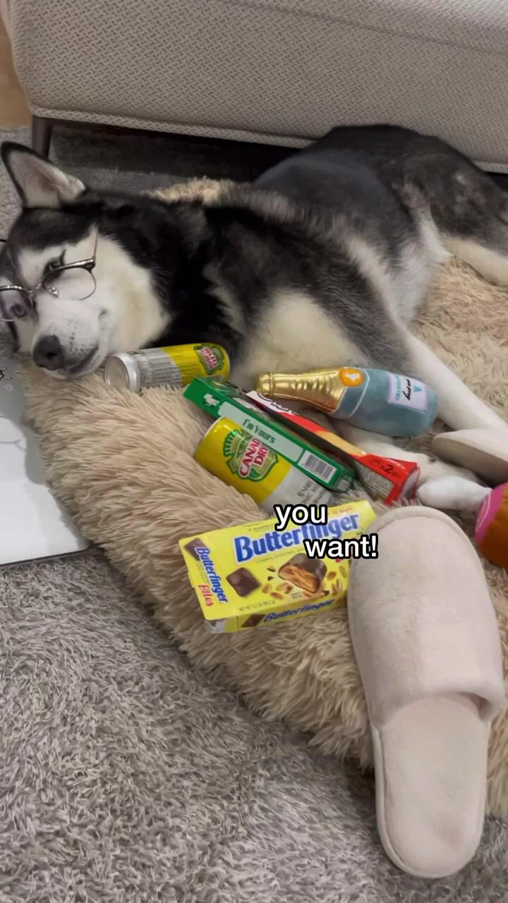 Husky juno's new years resolution; someone come save me from my boredom #dogs #pets #huskies