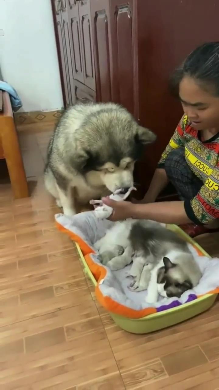 Husky just wants to play; cute funny animals