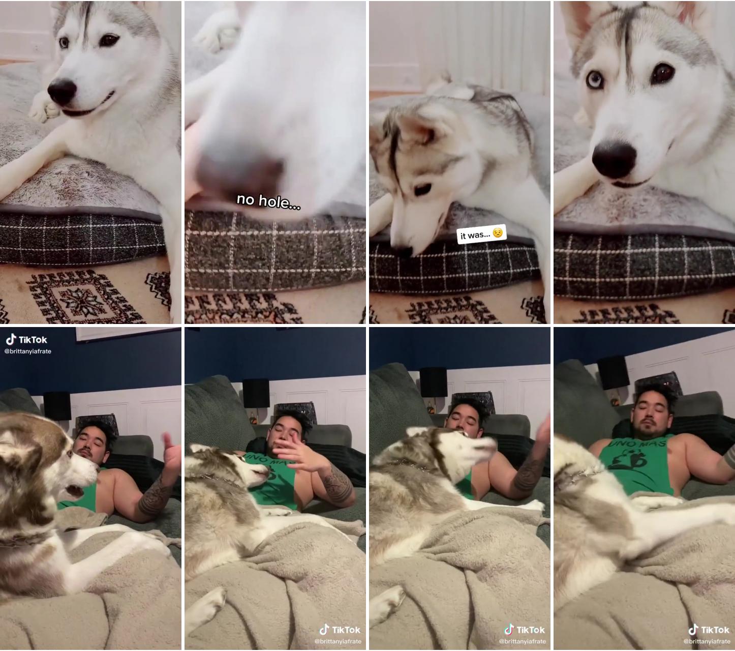 Husky makes a hole in her new dog bed and tries to blame owner; brittanyiafrate on tiktok, when owners tease their dogs