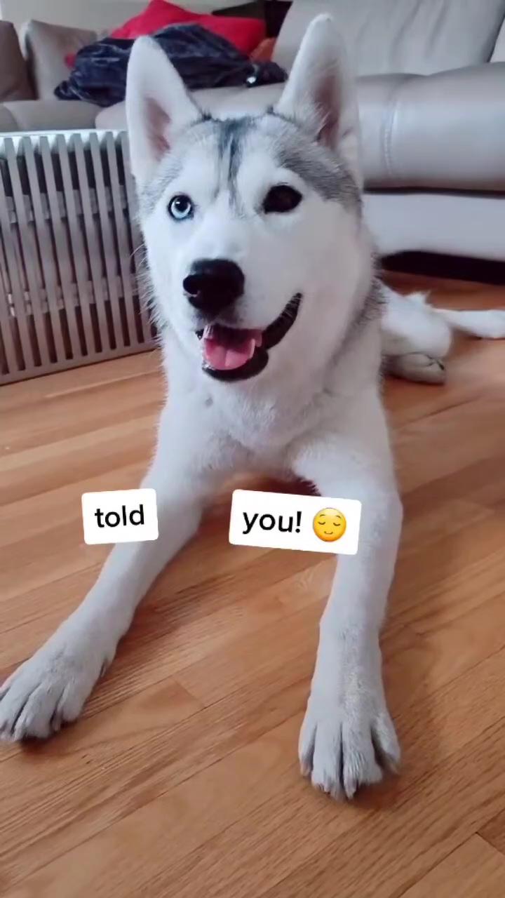 Husky proves that she's a little princess by elegantly crossing her paws together; i caught my husky making a mess and this is how she reacted