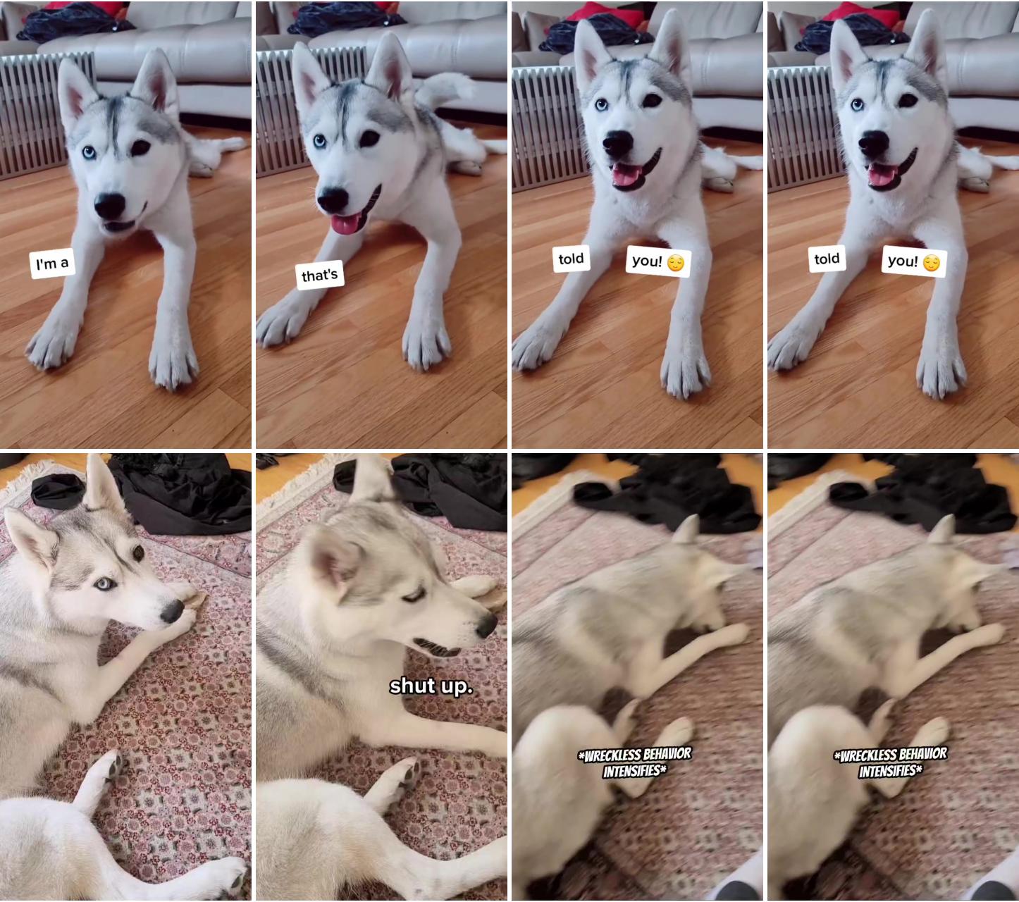 Husky proves that she's a little princess by elegantly crossing her paws together; i caught my husky making a mess and this is how she reacted