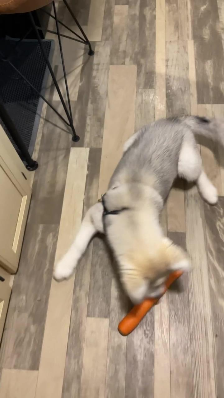 Husky puppy gets sassy with mom wanting a carrot | husky puppy