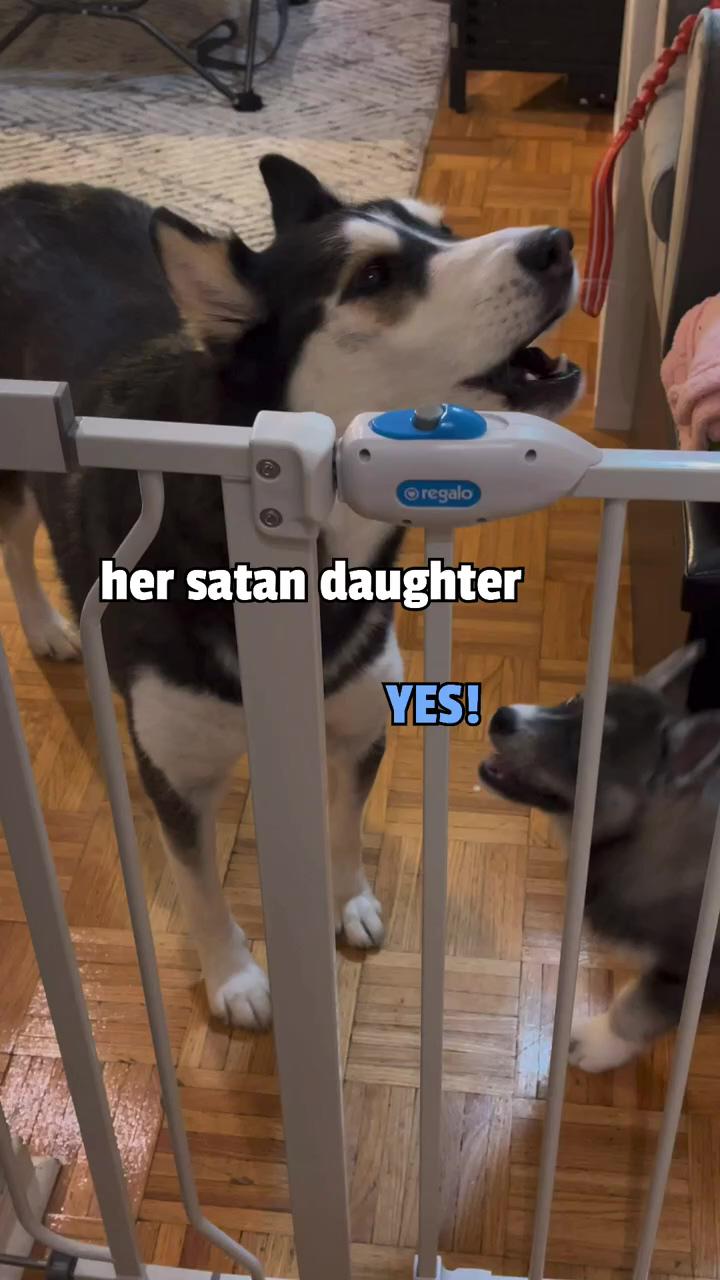 Husky puppy hits her big sister; egg challenge