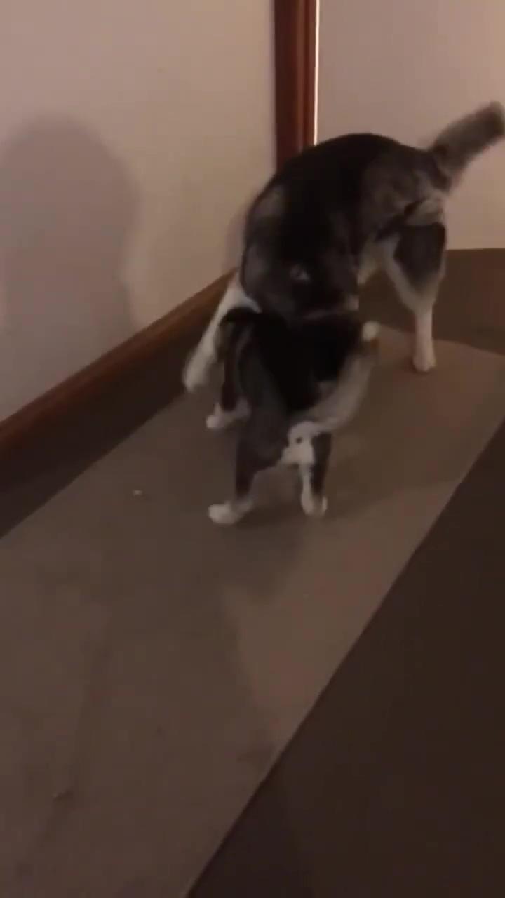 Husky puppy lexa thinks she's tough; this husky is busy in some important work