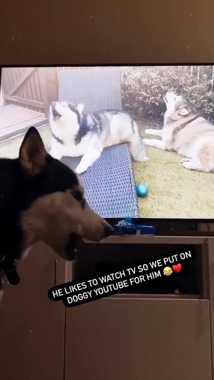 Husky sing; do you ignore your dog 