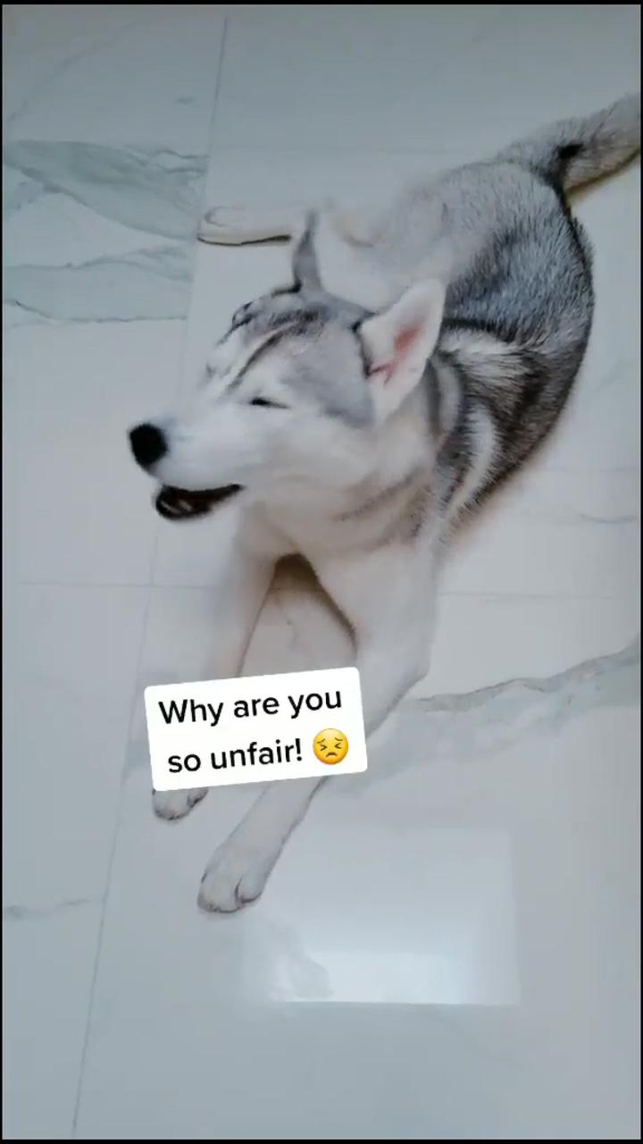 Husky wants to take a shower with me and gets upset when i tell her no; cute baby dogs