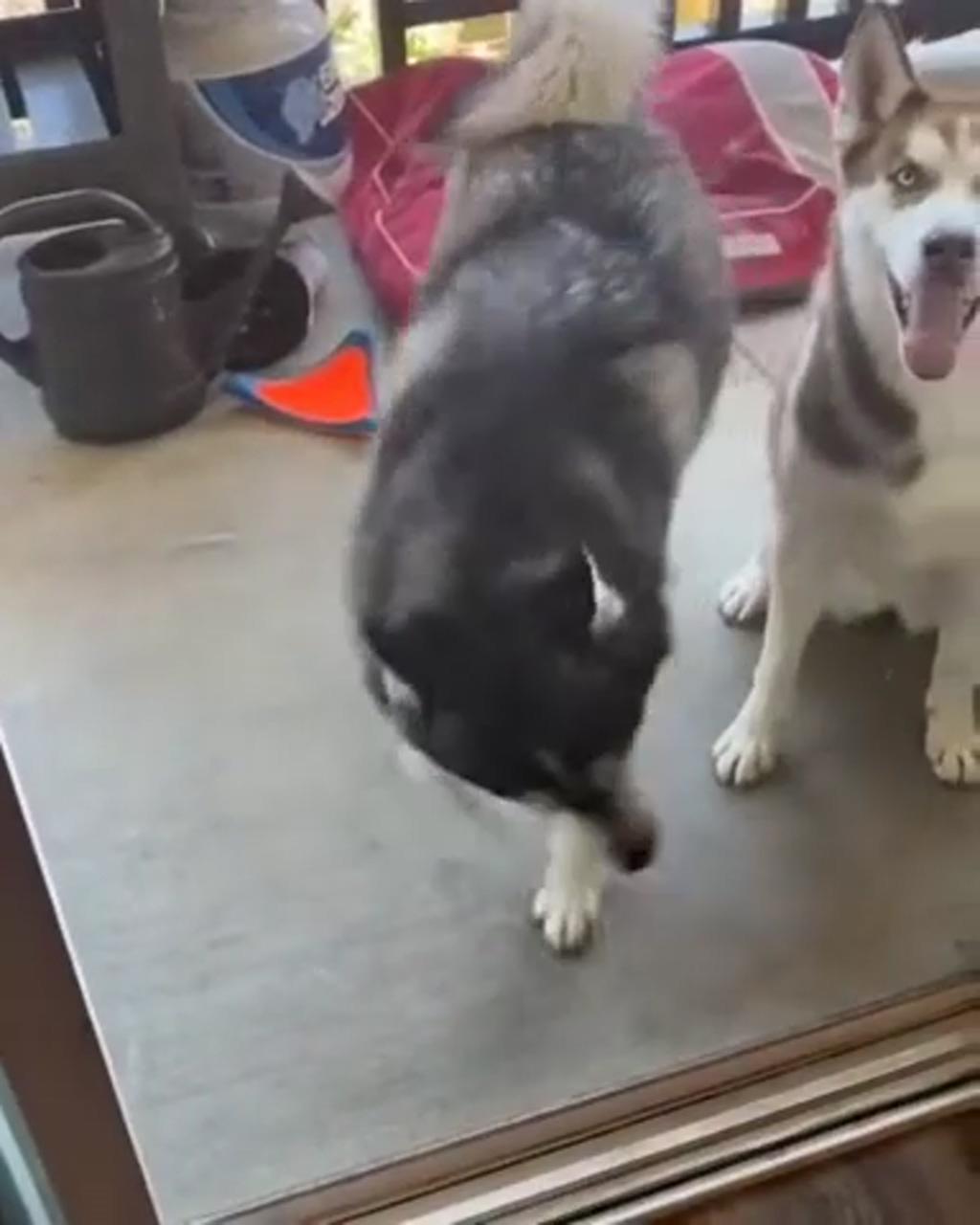 Husky with great dance moves; animals amazing