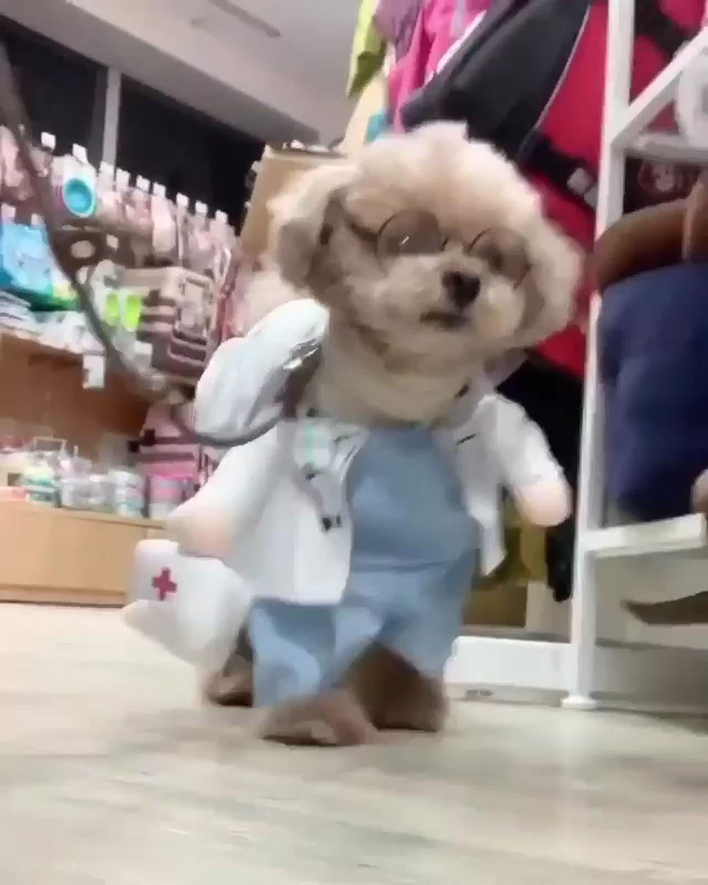 I am a doggu nurse; beast dog and puppies