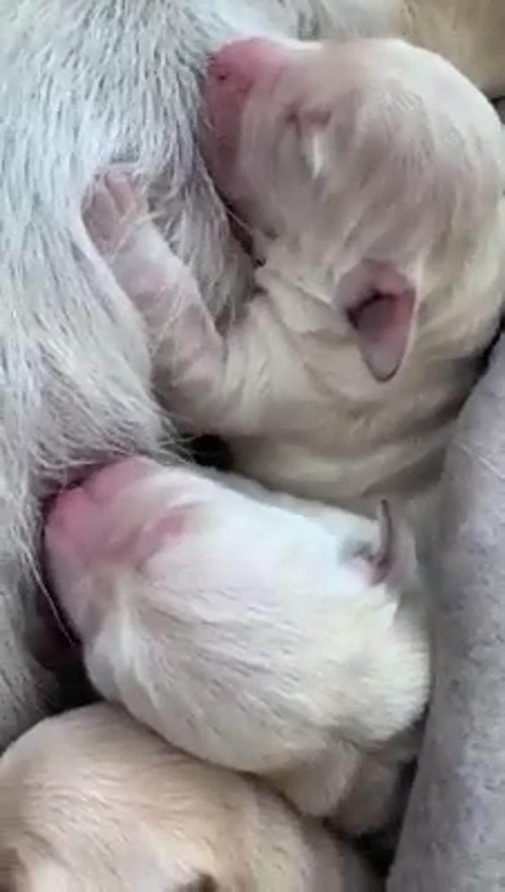 I cannot stop watching them love them so much; cute dogs and puppies