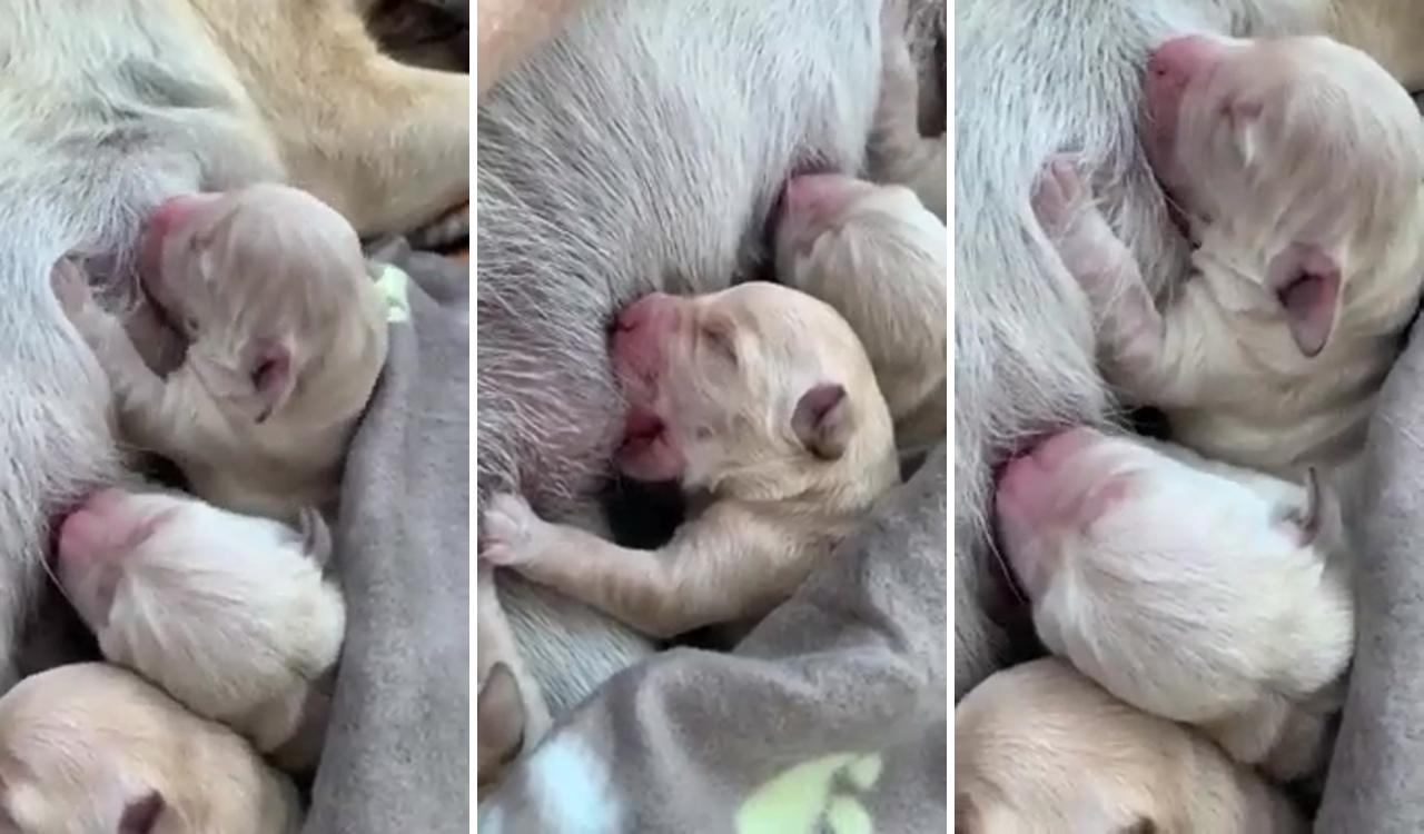 I cannot stop watching them love them so much; cute dogs and puppies