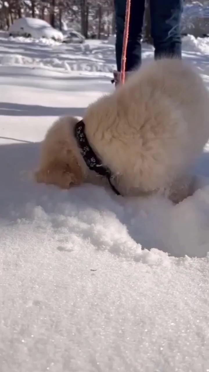 I love the snow; pet dog a reminder to have your veggies and fruits