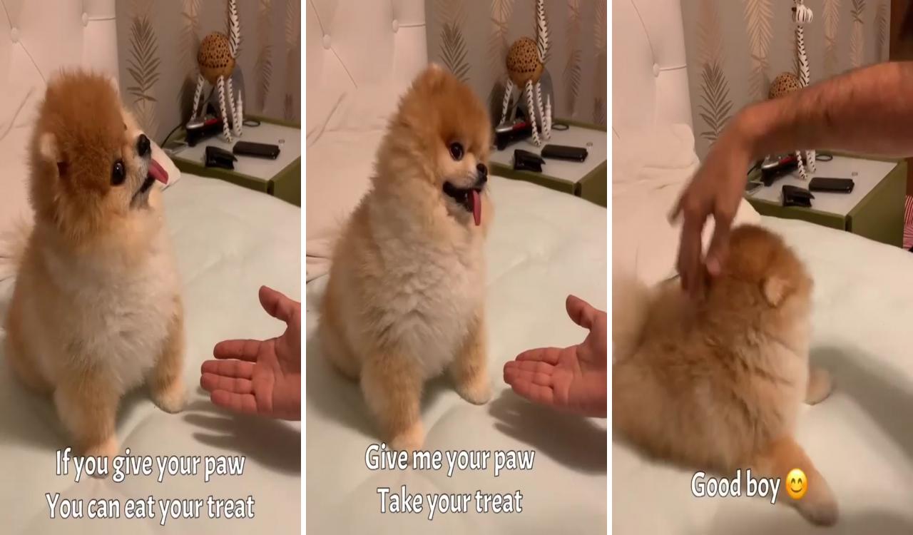 I only do what daddy's say if i hear the magic word "treat"; pomeranian puppy haircut