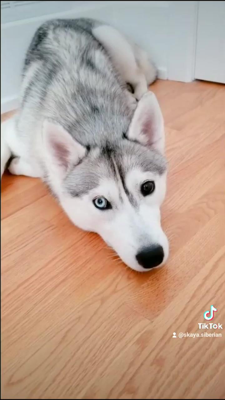 I told my husky i didn't buy her any bacon; cute baby dogs