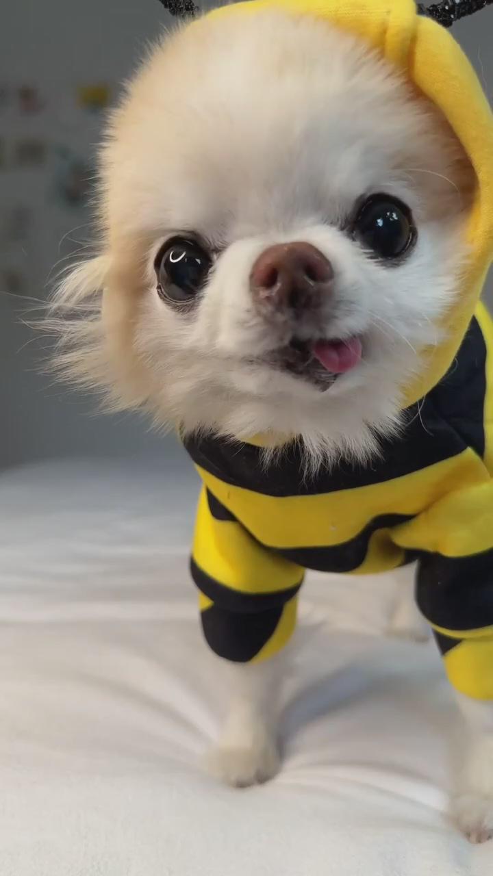 I'm fastest chihuahua bee you've ever seen | silly dogs