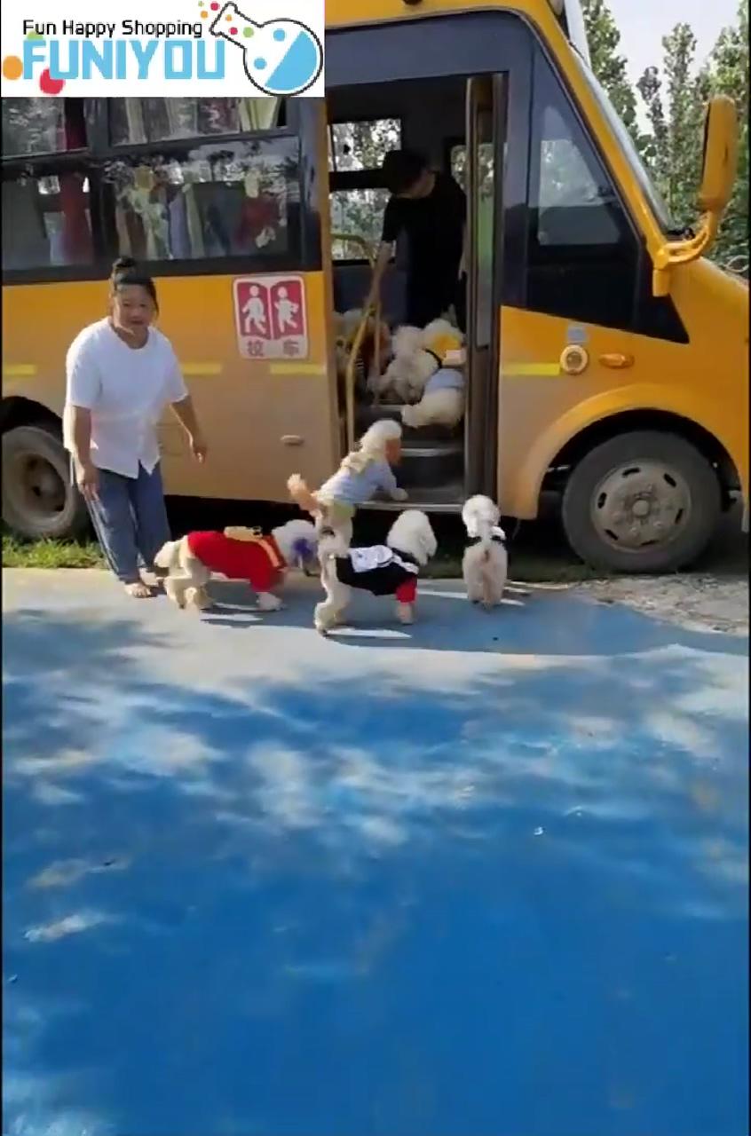 I'm going to school; cute funny dogs