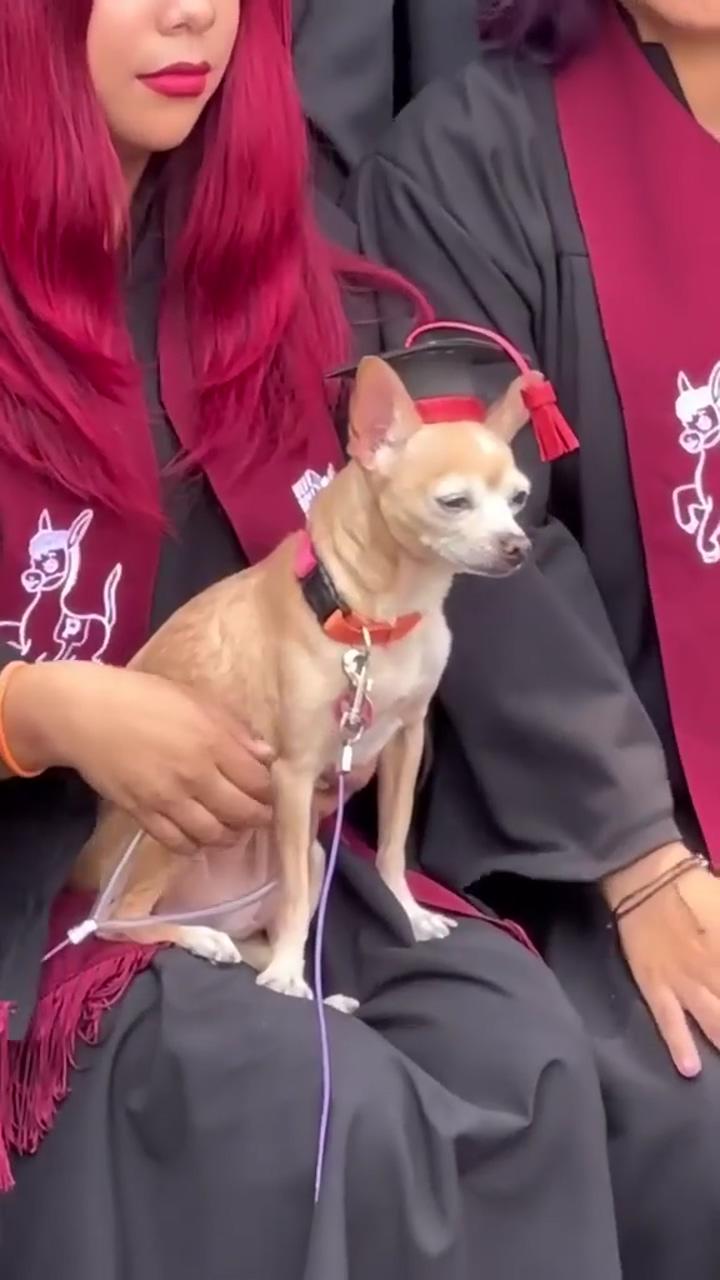Imagine having your dog at graduation, so cute; chihuahua love
